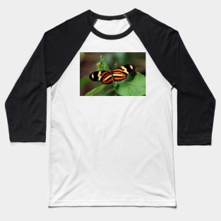 Butterfly - Iguazu, Argentina Baseball T-Shirt